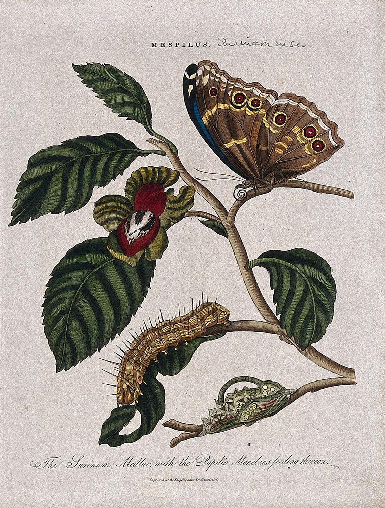 A flowering branch of medlar (Mespilus germanica) with butterfly, chrysalis and caterpillar of a Papilio species. Coloured…