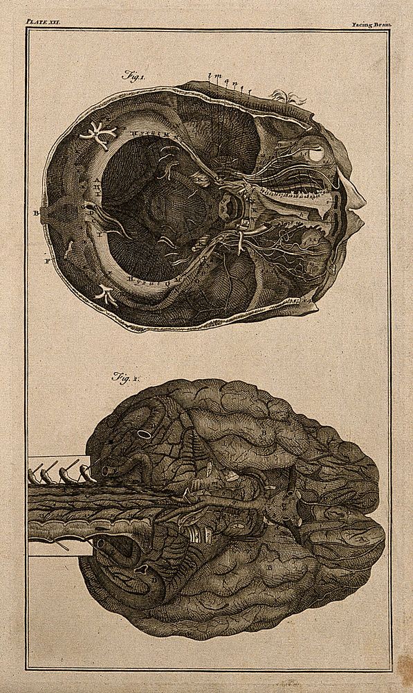 The brain, after Haller and Ridley. Engraving, 18th century.