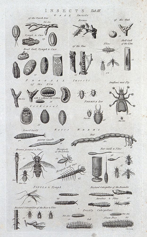 Twenty five different insects and the plants they live on. Engraving by I. Taylor.