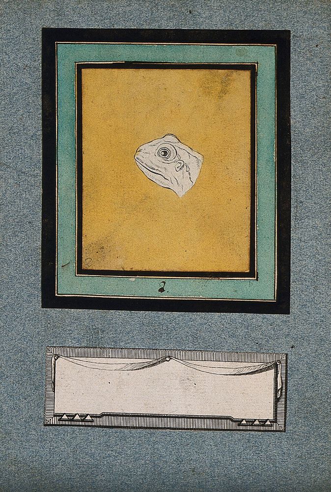 The head of a frog, in the early stages of a physiognomic metamorphosis into an ideal head of Apollo. Coloured drawing by…