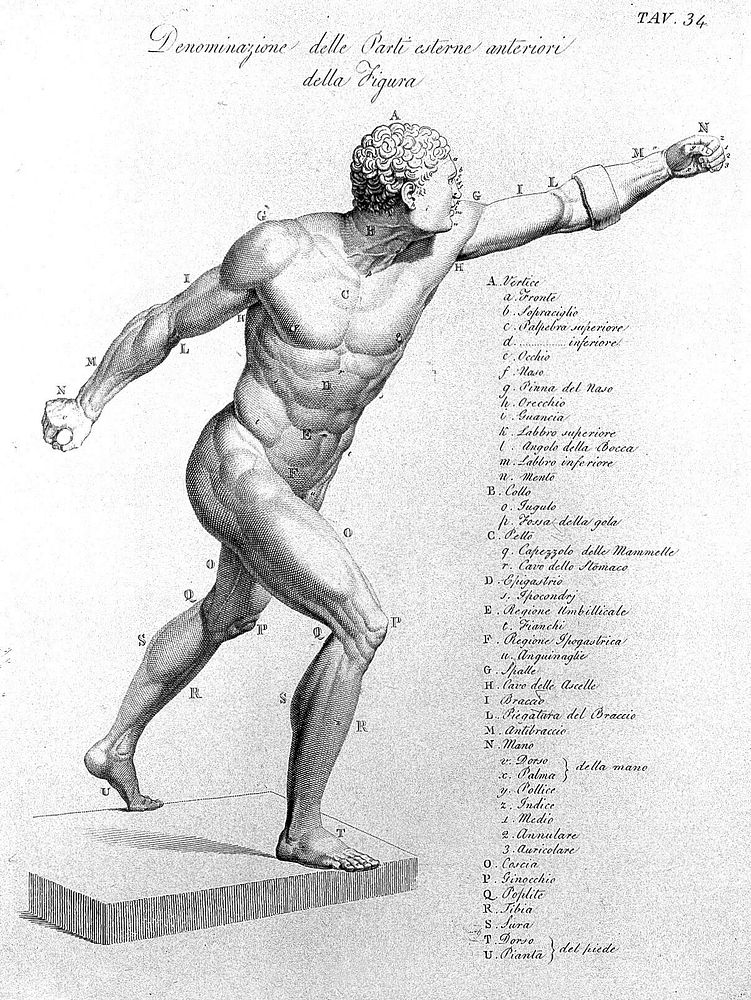 Anatomia per uso dei pittori e scultori / Di Giuseppe Del Medico.