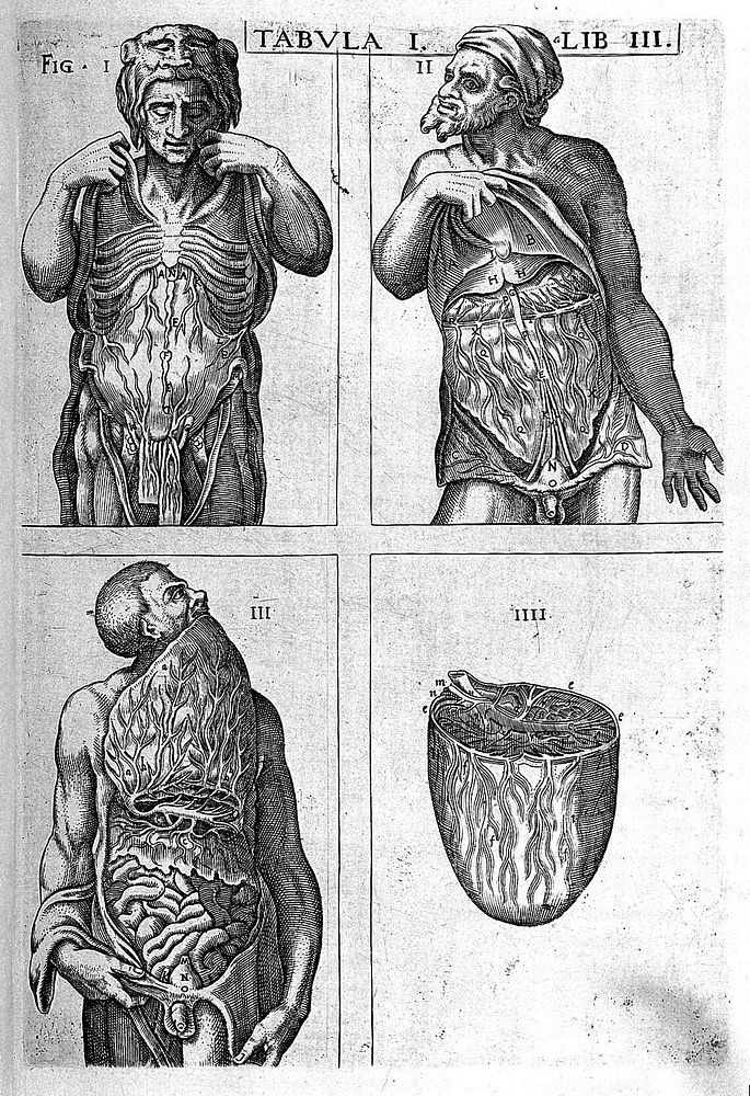Anatomie, oft levende beelden vande deelen des menschelicken lichaems: met de verclaringhe van dien, inde Neder-duytsche…
