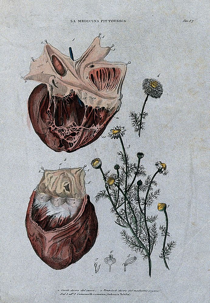 Anatomy and botany: left, human heart; right, Roman camomile flowers. Coloured engraving, 1834-1837.