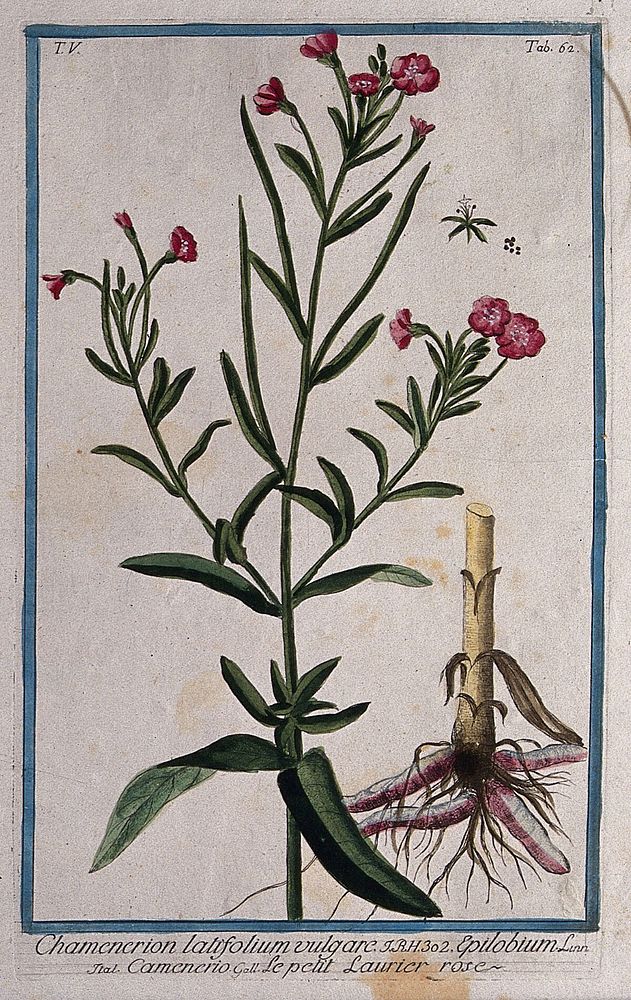 Willow-herb (Epilobium sp.): flowering stem with separate rootstock, floral segment and seed. Coloured etching by M.…