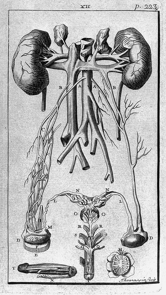 L'anatomie de l'homme, suivant la circulation du sang, et les dernieres découvertes, démontrée au Jardin Royal / [Pierre…