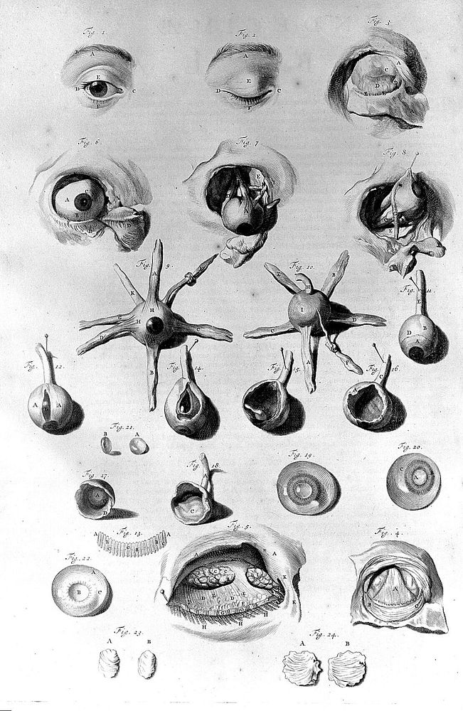 Anatomia humani corporis / centum & quinque tabulis, per artificiosiss. G. de Lairesse ad vivum delineatis, demonstrata.