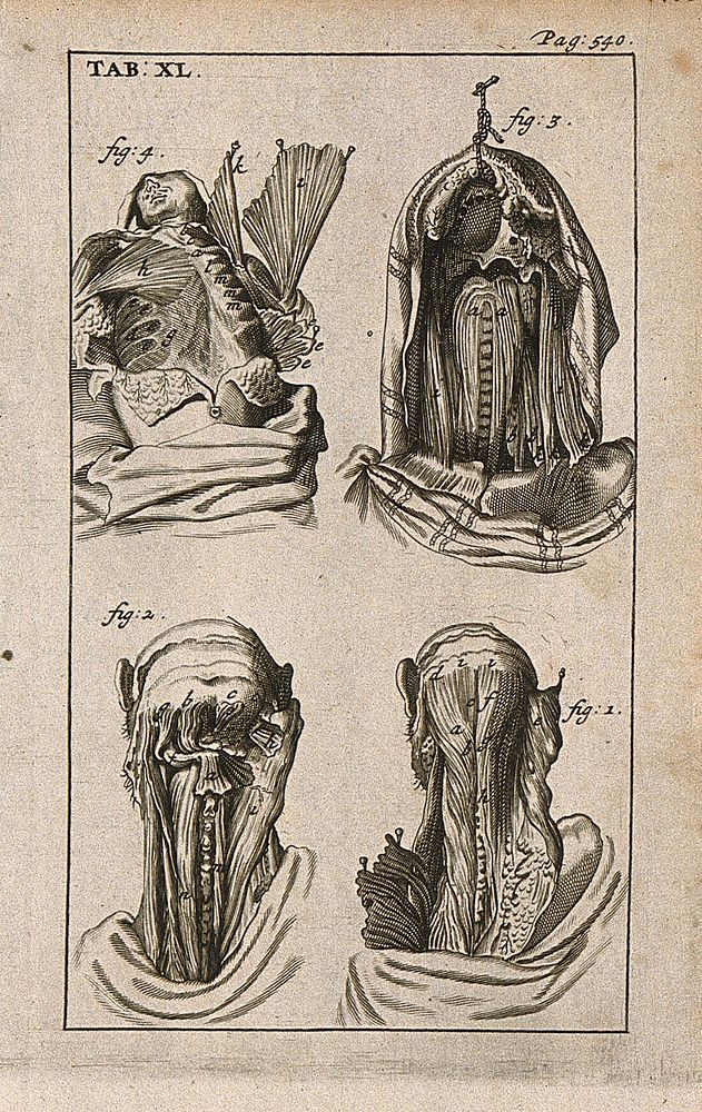 Muscles of the head, neck and chest. Engraving, 1686.