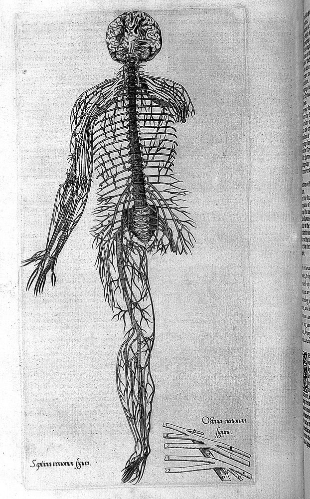 Compendiosa totius anatomie delineatio aere | Free Photo Illustration ...