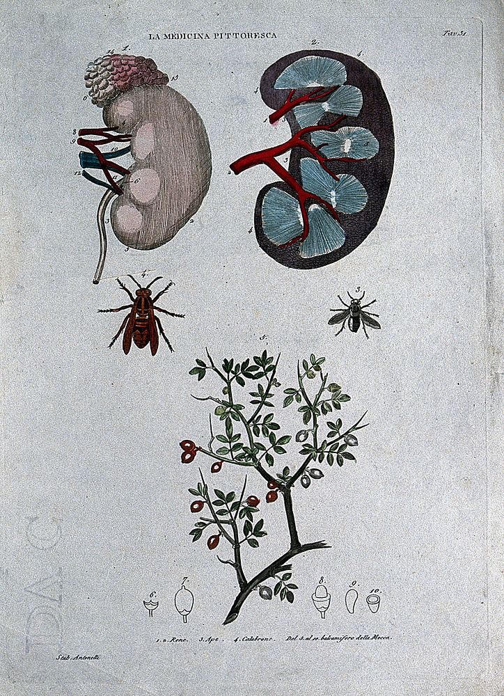 Anatomy, medicine and botany; top, kidneys; centre left, bee; centre right, hornet; bottom, Mecca balsam (Commiphora…