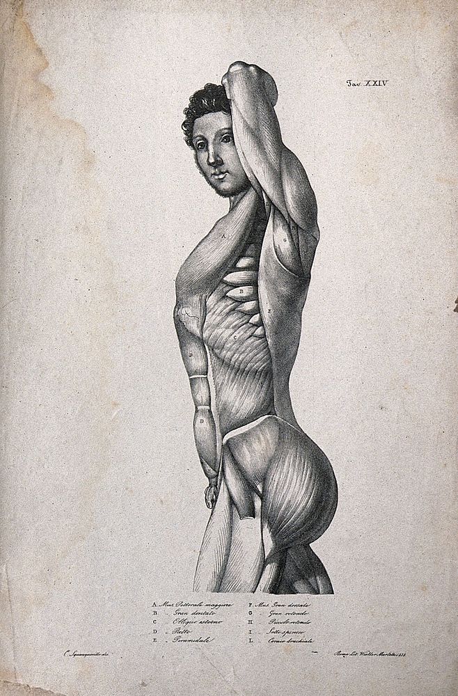 An écorché figure seen from the side. Lithograph by Wieller and Martelli after Squanquerillo, 1838.