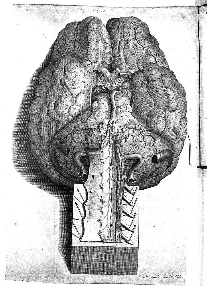 The anatomy of the brain. Containing its mechanism and physiology; together with some new discoveries and corrections of…