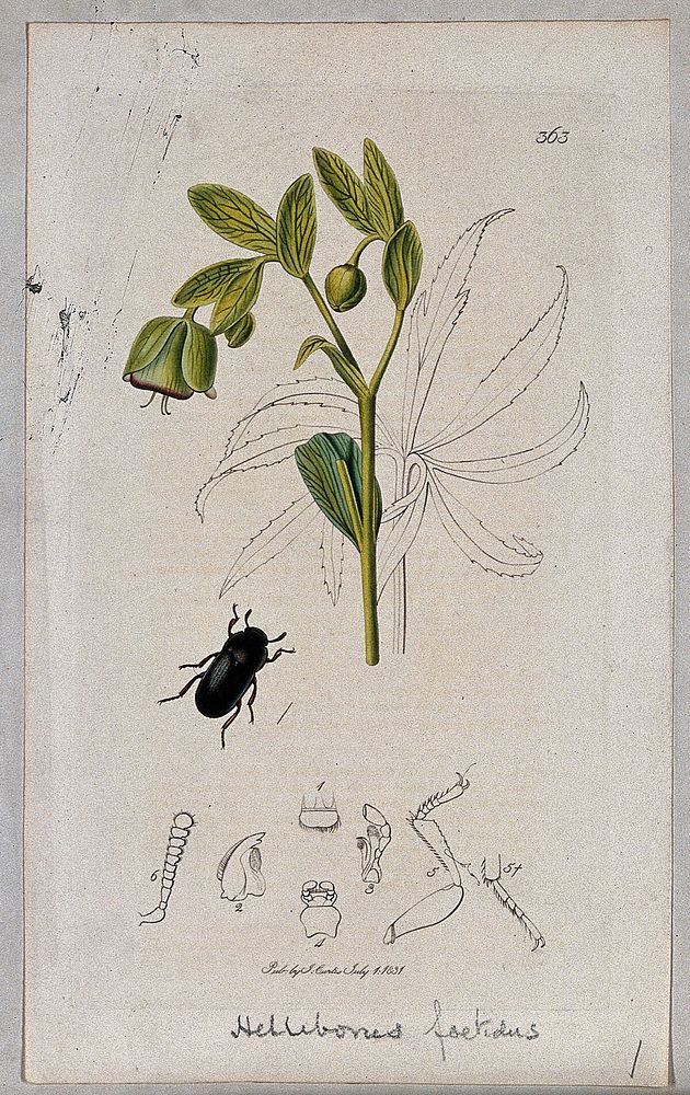 Stinking hellebore (Helleborus foetidus) with an associated beetle and its anatomical segments. Coloured etching, c. 1831.