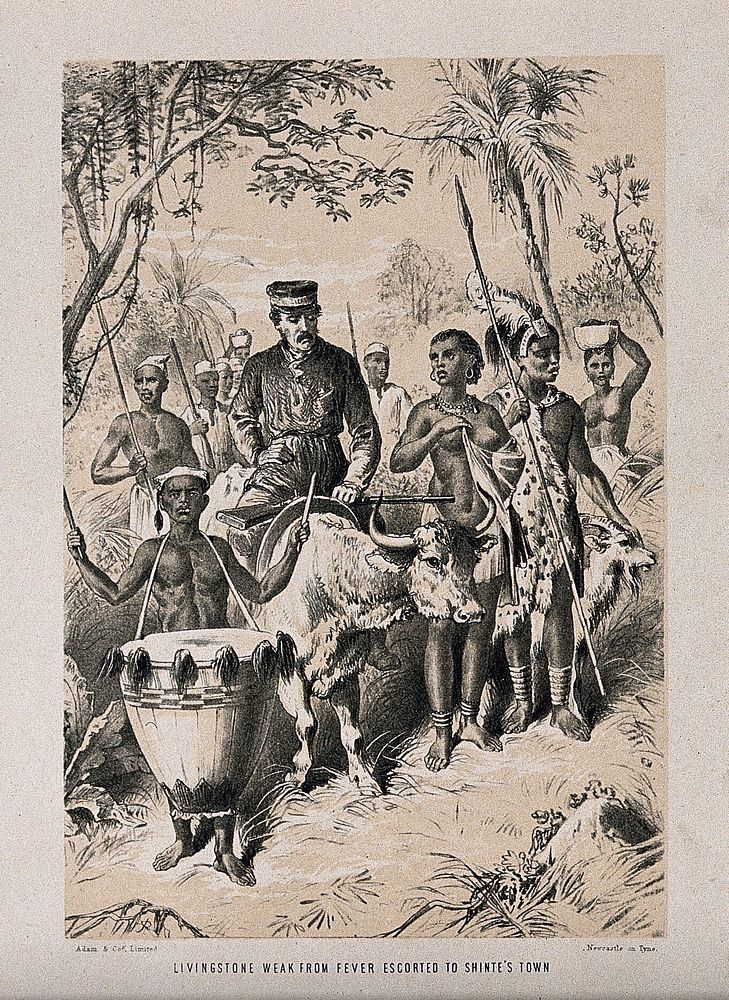 David Livingstone, suffering from fever, going through the African jungle to Shinte on the back of an ox. Lithograph.