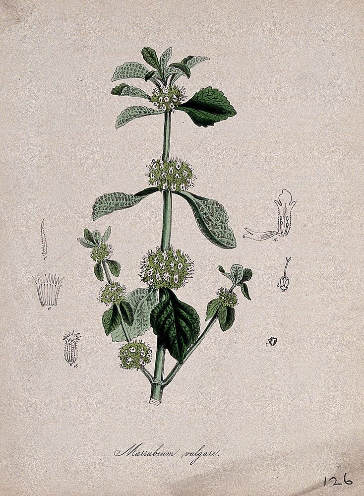 White horehound (Marrubium vulgare): flowering stem with floral sections. Coloured lithograph after M. A. Burnett, c. 1847.