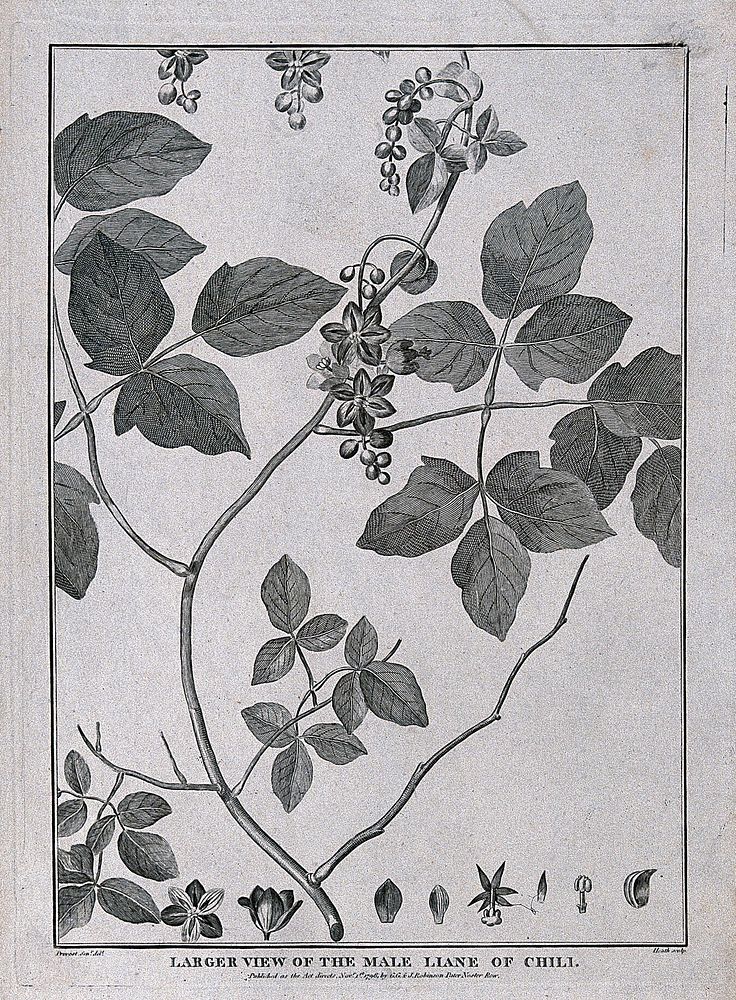 Male liane of Chilli (Lardizabala biternata Ruíz & Pavón): flowering stem and floral segments. Engraving by Heath, c.1798…