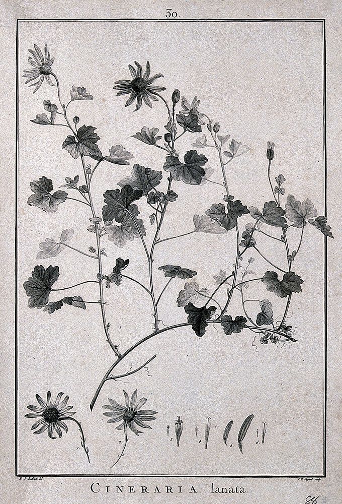 Cineraria lanata: flowering stem and floral segments. Line engraving by J. B. Guyard, c. 1788, after P. J. Redouté.
