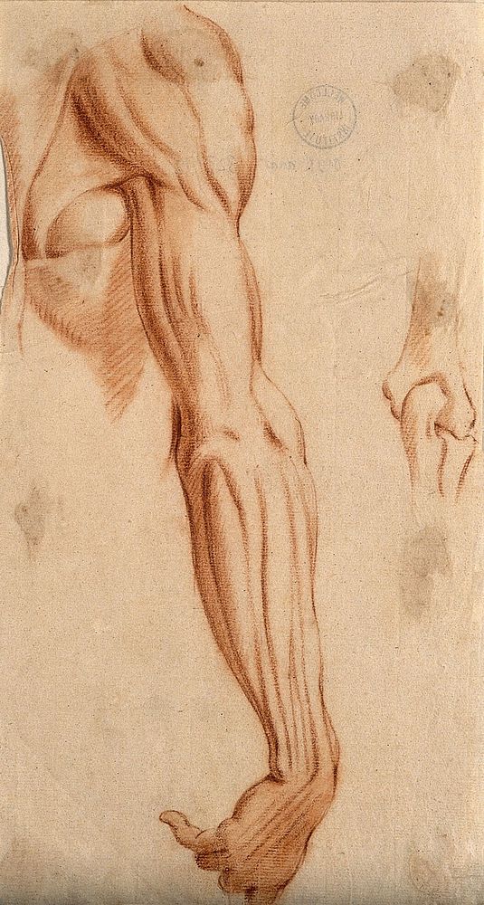 The muscles of the right arm (left); bones of the elbow (right). Red chalk drawing, 17th century.