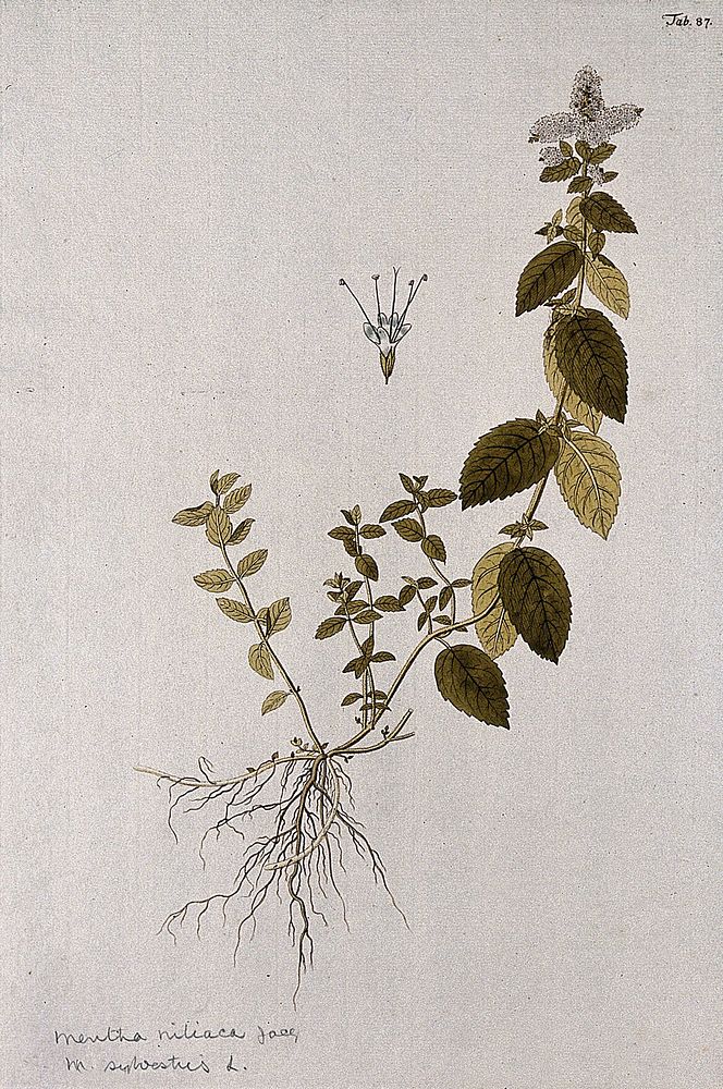 Horsemint (Mentha longifolia (L.) Huds.): entire flowering plant with separate flower. Coloured engraving after F. von…