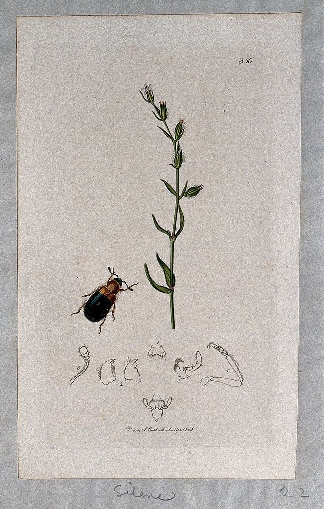 A campion plant (Silene gallica) with an associated beetle and its anatomical segments. Coloured etching, c. 1831.
