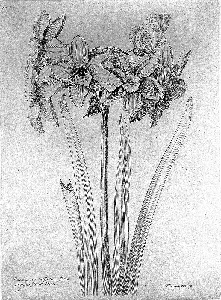 Robert "Variae ac...", 1660: daffodils
