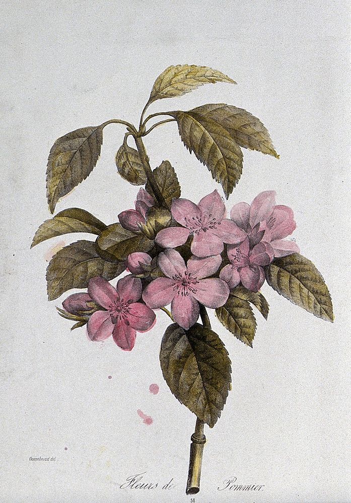 A flowering apple tree branch. Coloured lithograph, c. 1850, after Guenébeaud.