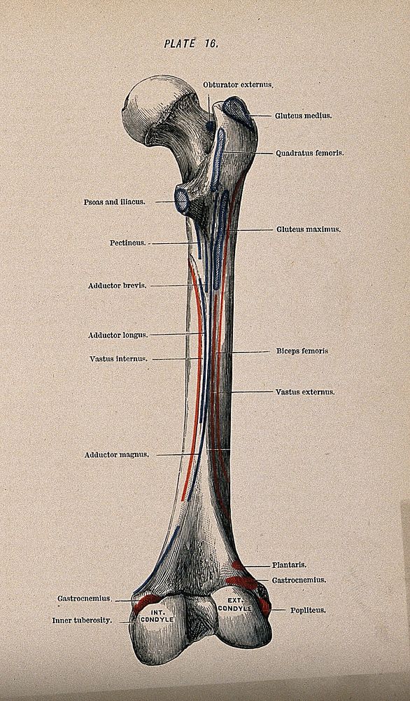 Femur bone, posterior view. Colour wood engraving with letterpress, 1860/1900.