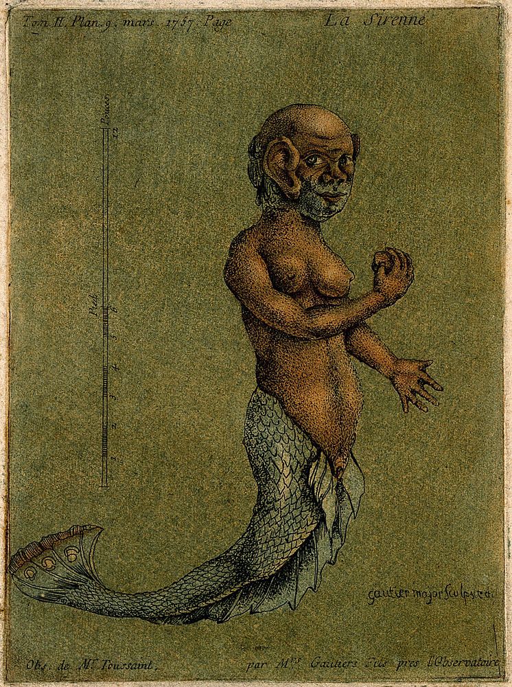 A mermaid, with a measuring scale. Colour aquatint by A. Gautier D'Agoty, 1757.