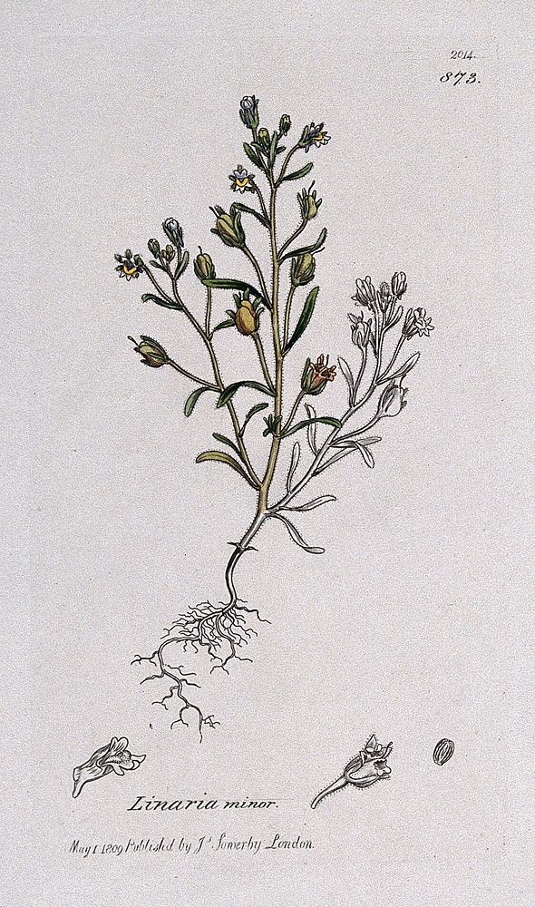 Small toadflax (Chaenorhinum minus): flowering plant and floral segments. Coloured engraving after J. Sowerby, 1809.