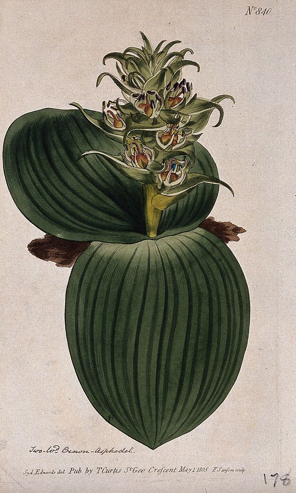 A plant (Whiteheadia latifolia): flowering plant. Coloured engraving by F. Sansom, c. 1805, after S. Edwards.