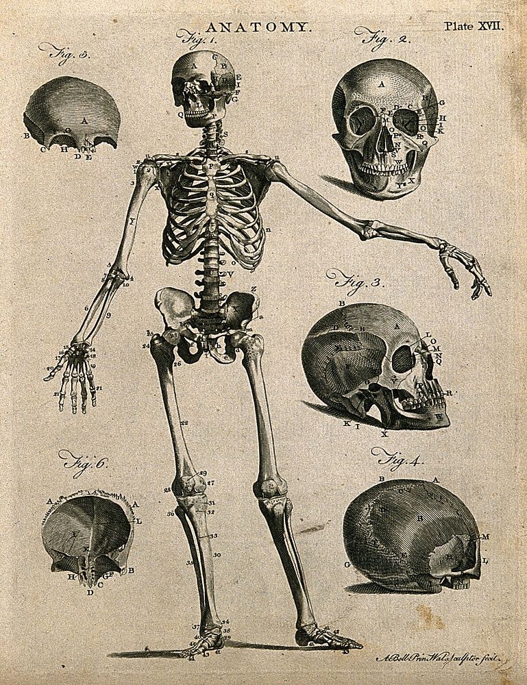 Skeleton with left arm extended, front view, and skull bones. Line engraving by A. Bell, 1771/1783.
