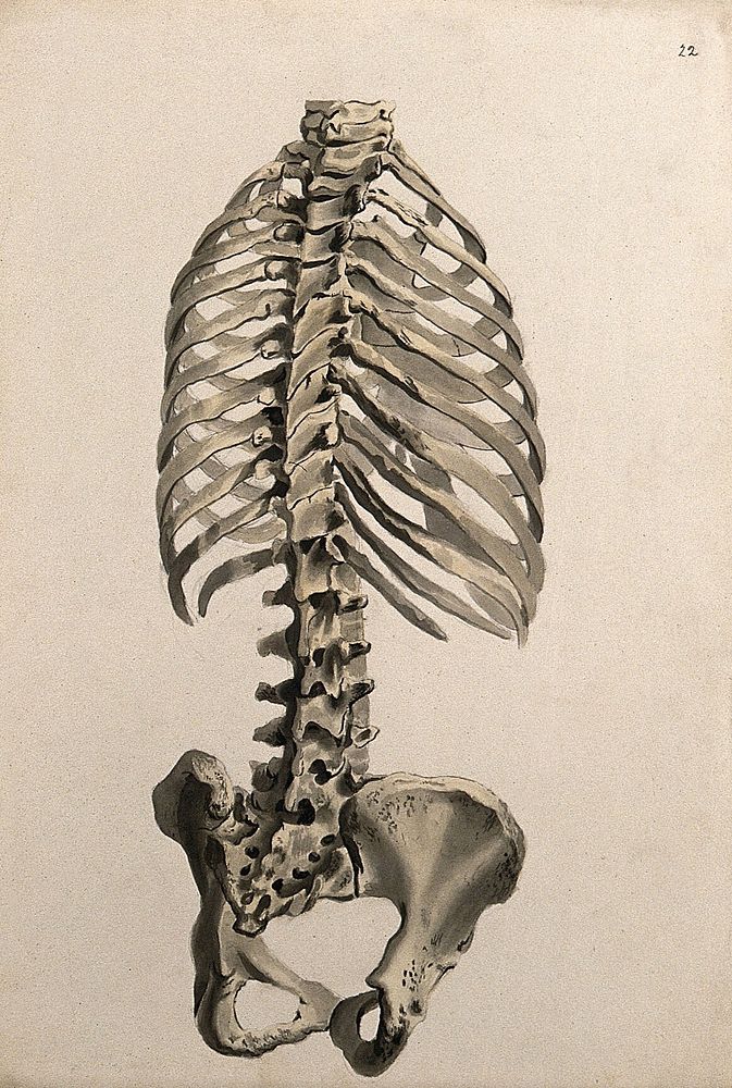 Bones of the trunk: back view. Ink and watercolour, 1830/1835, after W. Cheselden, ca. 1733.