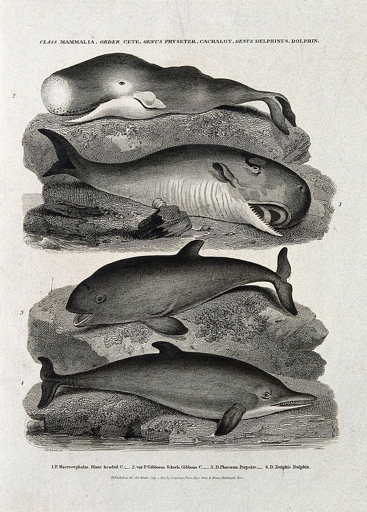 A blunt headed cachalot, a gibbous cachalot, a porpoise and a dolphin. Etching by J Scott, ca 1812, after S Edwards.