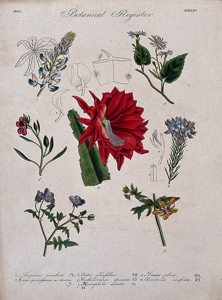 Seven plants, including a lupin and an aster: flowering stems. Coloured etching, c. 1833.
