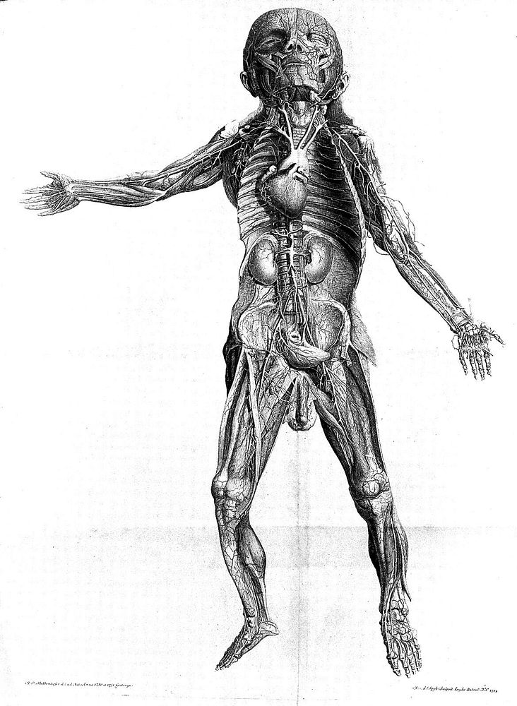 Iconum anatomicarum quibus praecipuae partes corporis humanae delineatae continentur Fasc. I[-VIII] / [Albrecht von Haller].