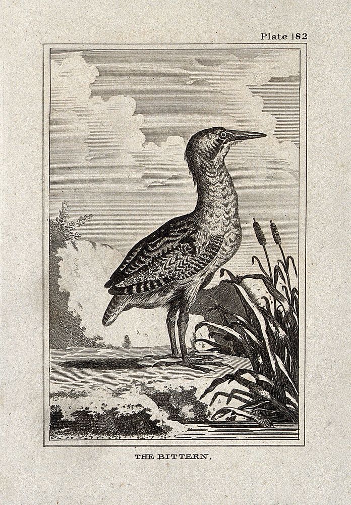A bittern. Etching with engraving.