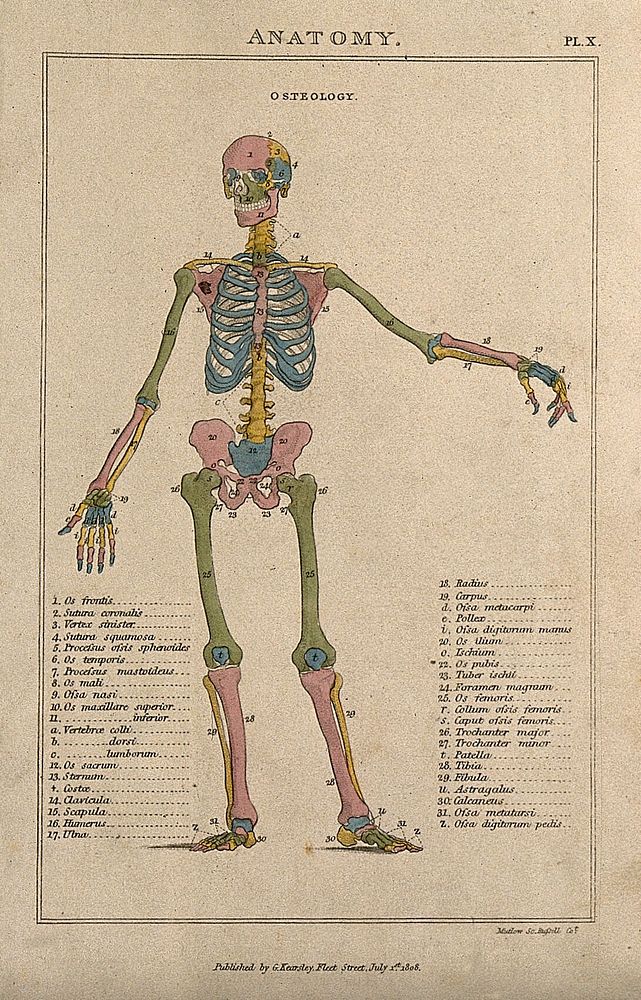Skeleton: with left arm extended to the side, seen from the front, and bones indicated in various colours. Coloured line…