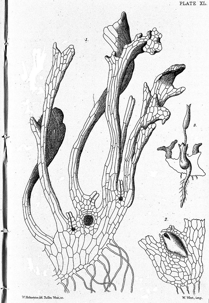 On the germination, development, and fructification of the higher Cryptogamia, and on the fructification of the Coniferae /…