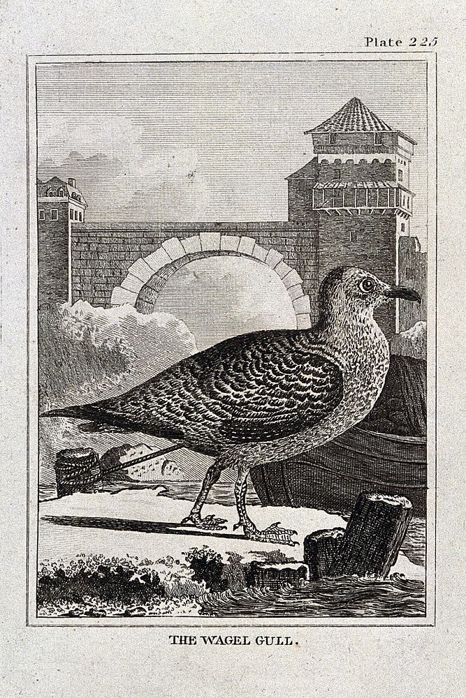 A wagel gull. Etching with engraving.