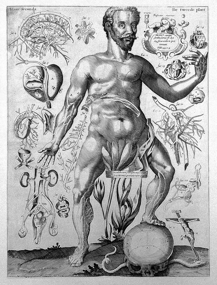 Dissection du corps humain, Remmelin, c.1640