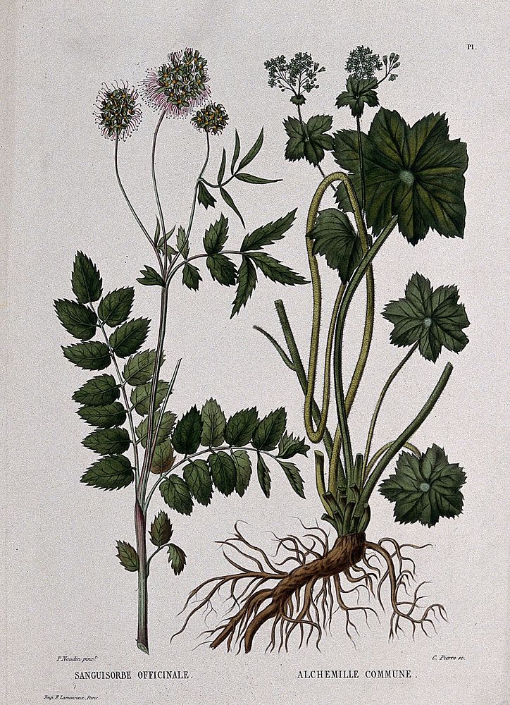 Two flowering plants: burnet (Sanguisorba officinalis) and lady's mantle (Alchemilla vulgaris). Coloured etching by C.…