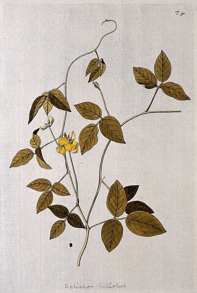 A plant (Vigna glabra) related to cowpea: flowering and fruiting stem with separate seed. Coloured engraving after F. von…