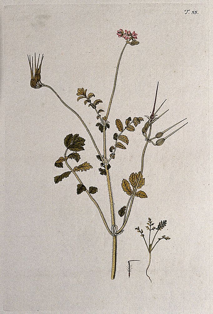 Stork's bill (Erodium moschatum): flowering and fruiting stem with separate seedling and seed. Coloured engraving after F.…