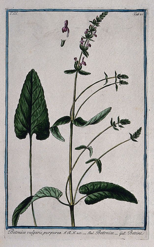 A plant (Stachys sp.) related to betony: flowering stem with separate leaf and floral segments. Coloured etching by M.…