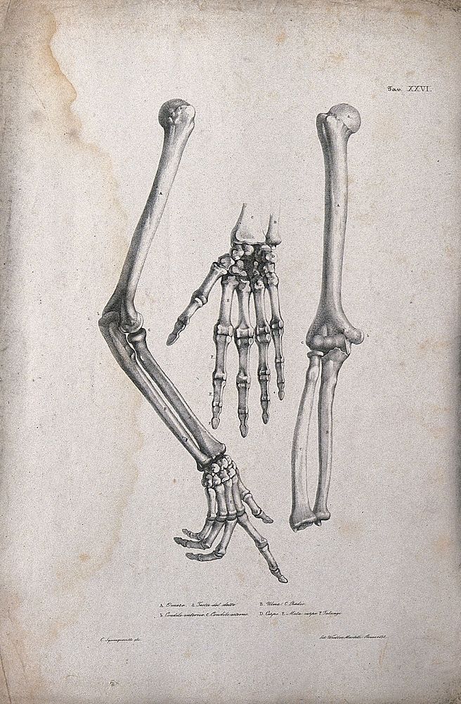 Bones of the arm and hand: three figures. Lithograph by Wieller and Martelli after Squanquerillo, 1838.
