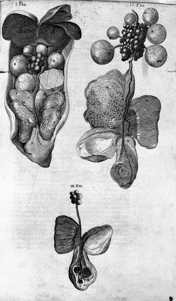 Engraving: Womb of a hen