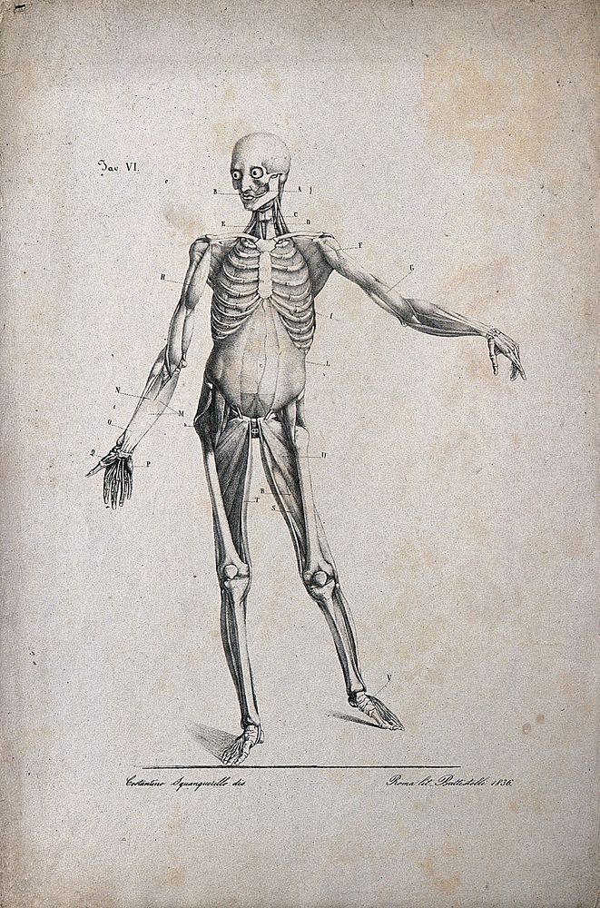 An écorché figure showing bones, with left arm extended, seen from the front. Lithograph by Battistelli after C.…