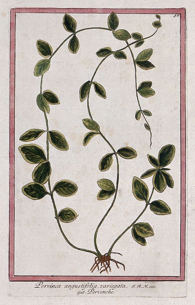 Periwinkle (Vinca sp.): entire sterile plant. Coloured etching by M. Bouchard, 1772.