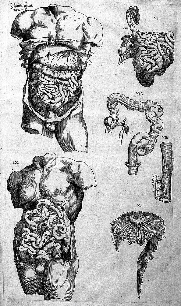 Compendiosa totius anatomiae delineatio aere exarata / [Thomas Geminus].