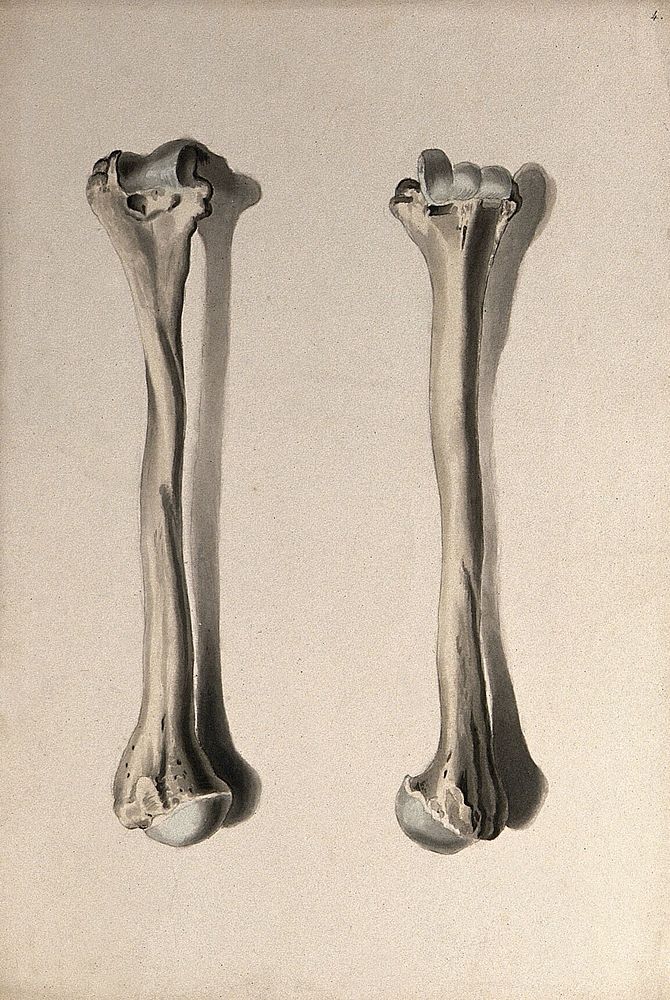 Humerus bone: two figures. Drawing 1830/1835, after W. Cheselden, ca. 1733.