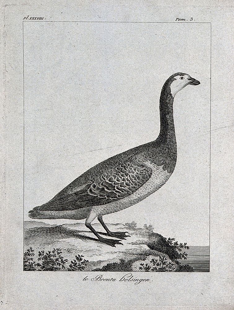 A Canada goose. Etching.